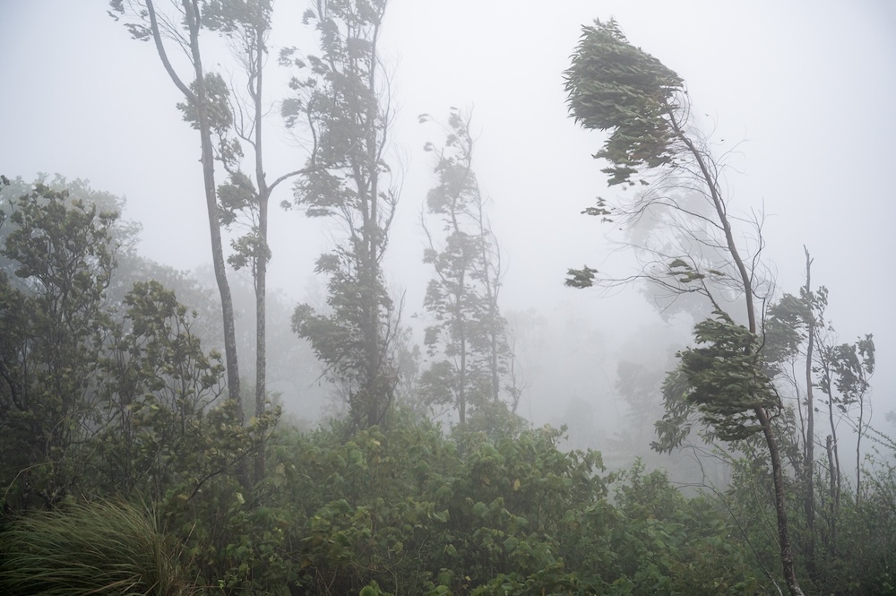 Trees bending in strong wind during a storm